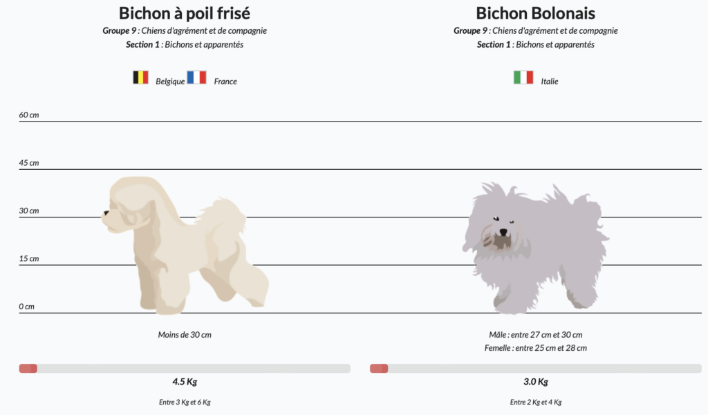 différence entre bichon frisé et bichon bolonais - supercroquettes